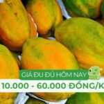 Giá đu đủ hôm nay tại Mỹ Đình dao động từ 15.000 VNĐ/kg đến 65.000 VNĐ/kg tùy loại