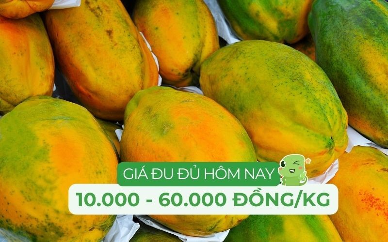 Giá đu đủ hôm nay tại Mỹ Đình dao động từ 15.000 VNĐ/kg đến 65.000 VNĐ/kg tùy loại