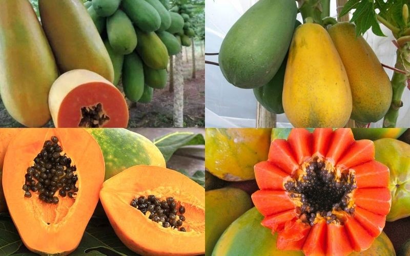 Đu đủ lùn Thái Lan: Ngọt đậm, thịt chắc, ít hạt