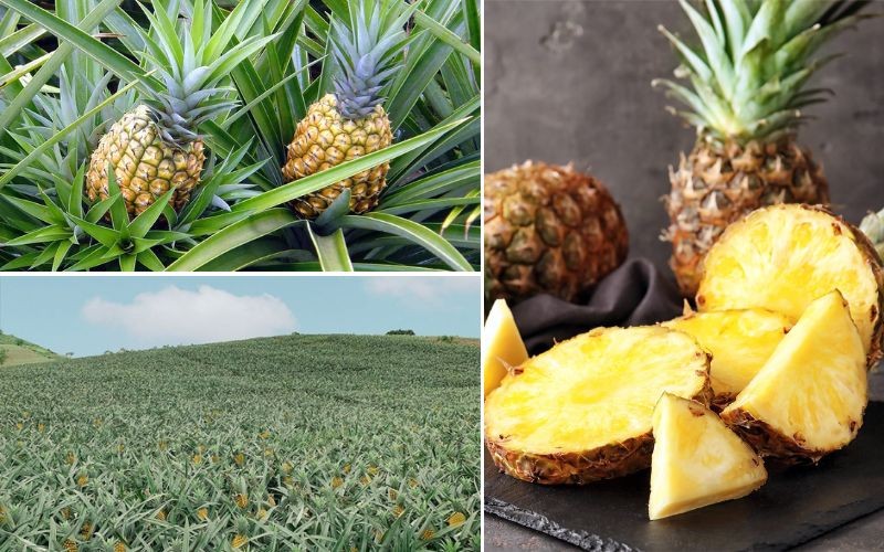 Các yếu tố ảnh hưởng đến giá dứa trên thị trường