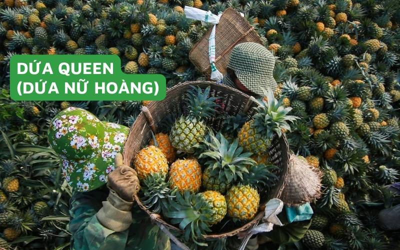 Các vùng trồng dứa nổi tiếng ở Việt Nam