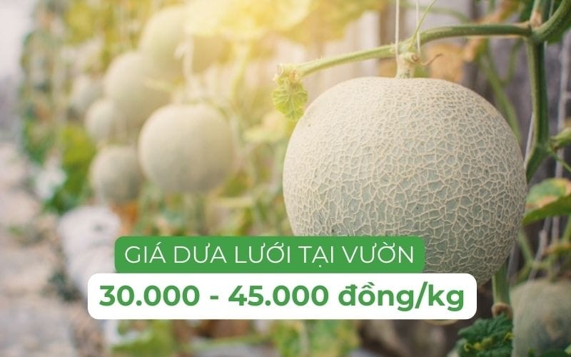 Dưa lưới được trồng tại vườn, giá cả phải chăng