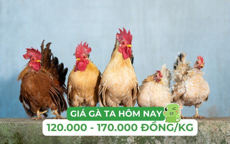 Giá gà ta thịt hôm nay