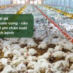 Giá gà ta thả vườn hôm nay