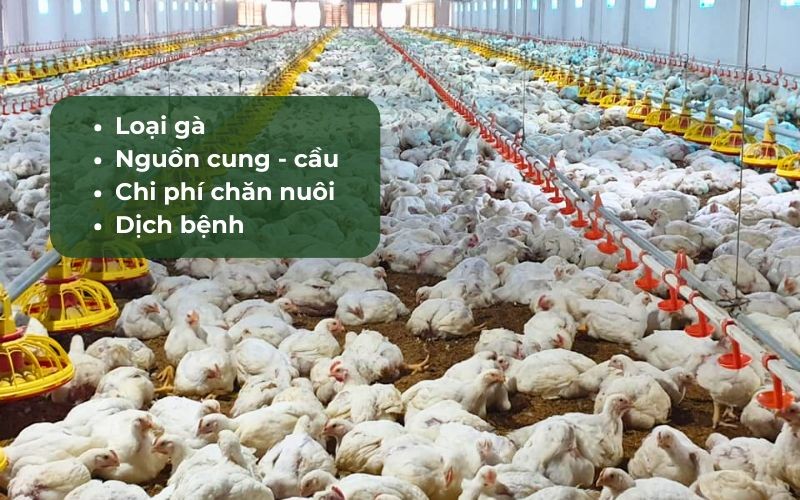 Giá gà ta thả vườn hôm nay