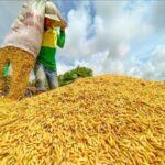 Giá nếp tại Đồng Bằng Sông Cửu Long thường biến động theo mùa vụ và nhu cầu thị trường