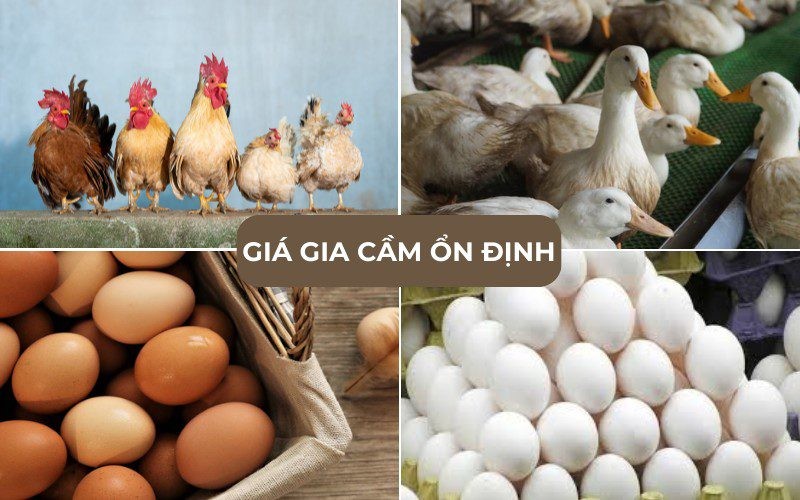 Giá gia cầm hôm nay không có quá nhiều biến động