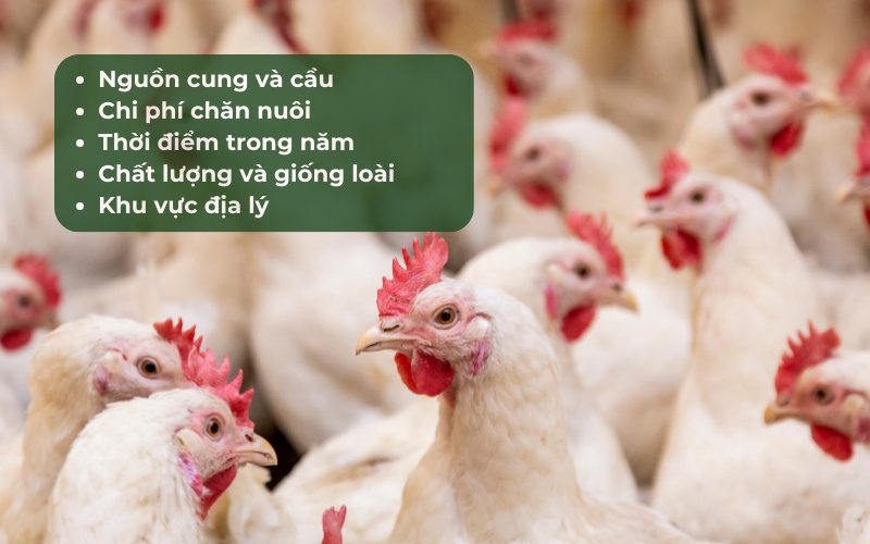 Có nhiều yếu tố ảnh hưởng đến giá gia cầm hiện nay