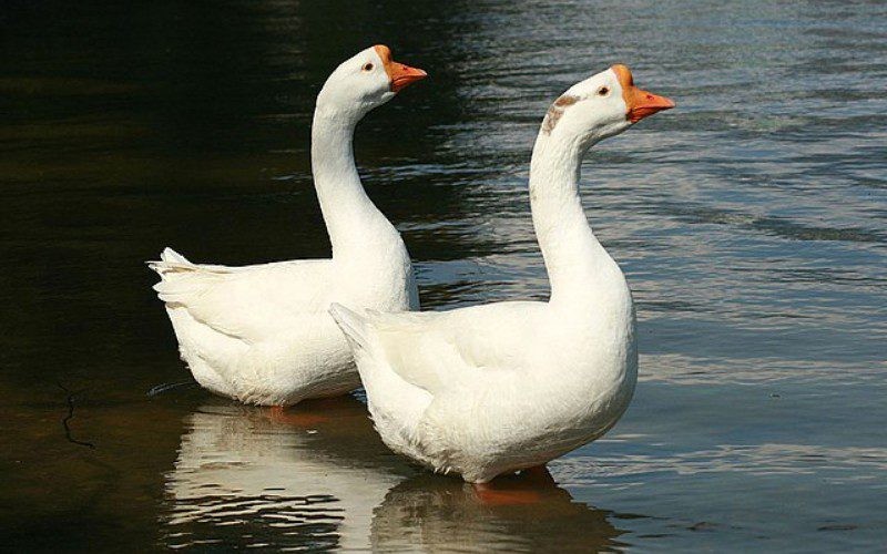 Ngỗng có kích thước lớn, thường được nuôi ở các vùng quê