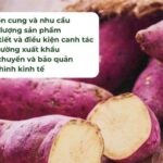 Yếu tố ảnh hưởng đến giá khoai lang nhật