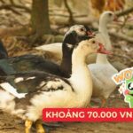 Giá ngan thịt hôm nay tại các chợ dân sinh