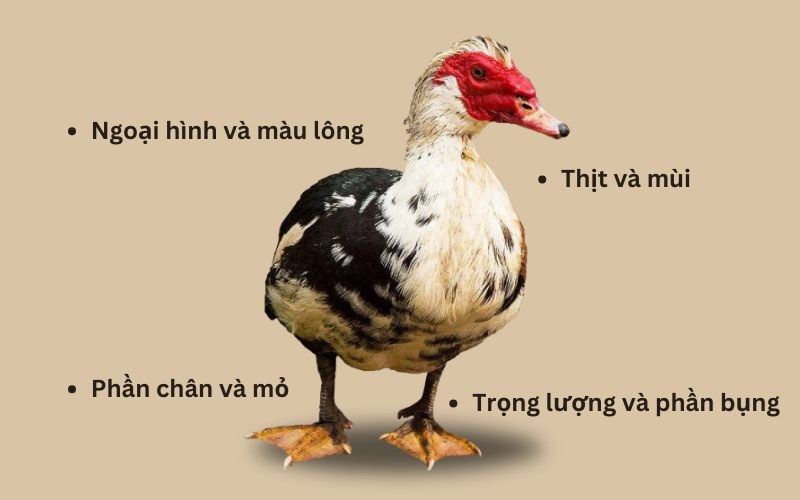 Cách chọn ngan ngon