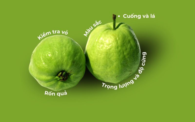 Những dấu hiệu cho thấy ổi tươi ngon