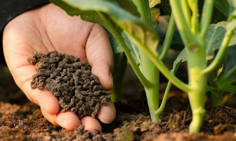 Bảng giá phân vi sinh được cập nhật hôm nay tại Xe Tải Mỹ Đình