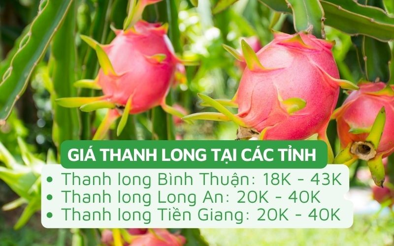 Giá thanh long tại các tỉnh Bình Thuận, Long An, Tiền Giang