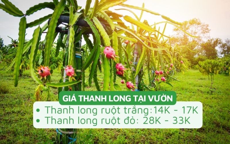 Giá thanh long tại vườn tăng mạnh sau Tết