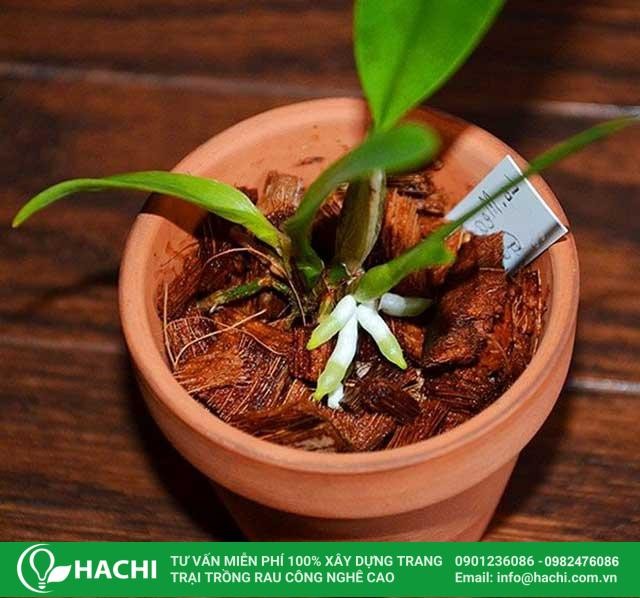 Giá thể xơ dừa được sử dụng để trồng lan Hồ Điệp, giúp cây phát triển bộ rễ khỏe mạnh và hoa nở đẹp