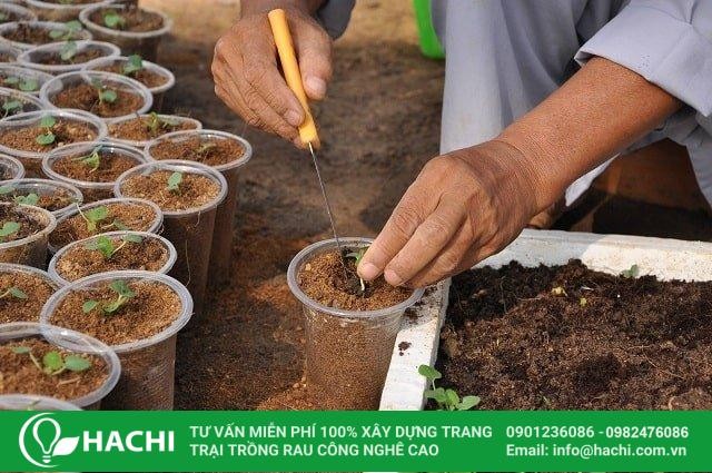 Địa chỉ mua giá thể xơ dừa giá rẻ, chất lượng tại Hachi Việt Nam, đảm bảo nguồn gốc và quy trình sản xuất