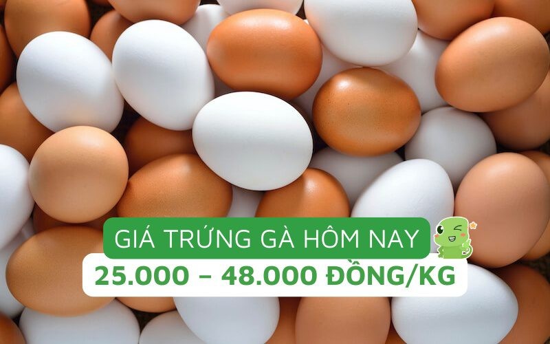 Bảng giá trứng gà các loại tại Mỹ Đình