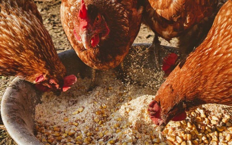 Giá trứng gà chịu ảnh hưởng bởi nhiều yếu tố khác nhau