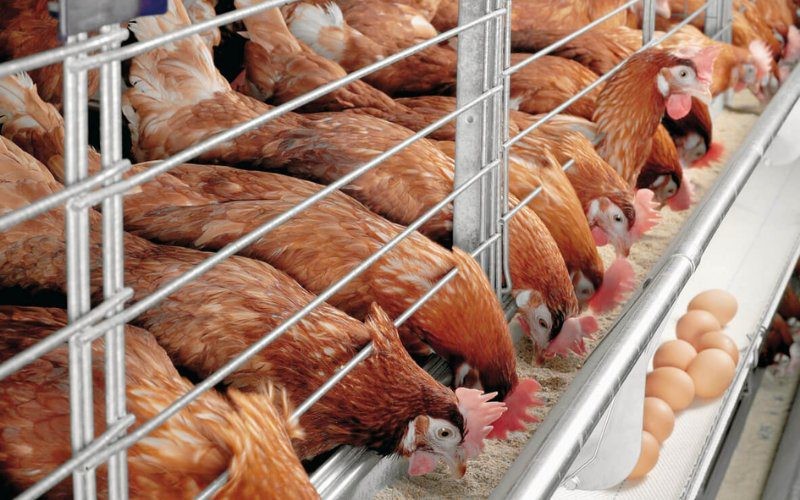 Trứng gà là thực phẩm quen thuộc và bổ dưỡng