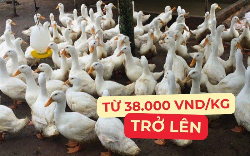 Giá vịt thịt hôm nay với nhiều biến động