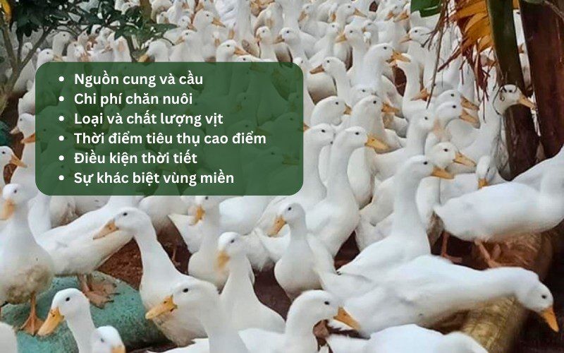 Các yếu tố tác động đến giá vịt trên thị trường