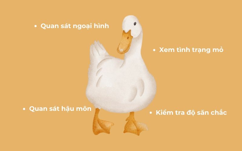 Cách chọn vịt xiêm ngon