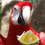Vẹt Macaw sặc sỡ với bộ lông rực rỡ sắc màu