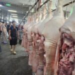 Giá heo hơi có thể tăng lên 70.000 đồng/kg trong dịp Tết - ảnh 3, nhấn mạnh tiềm năng tăng giá