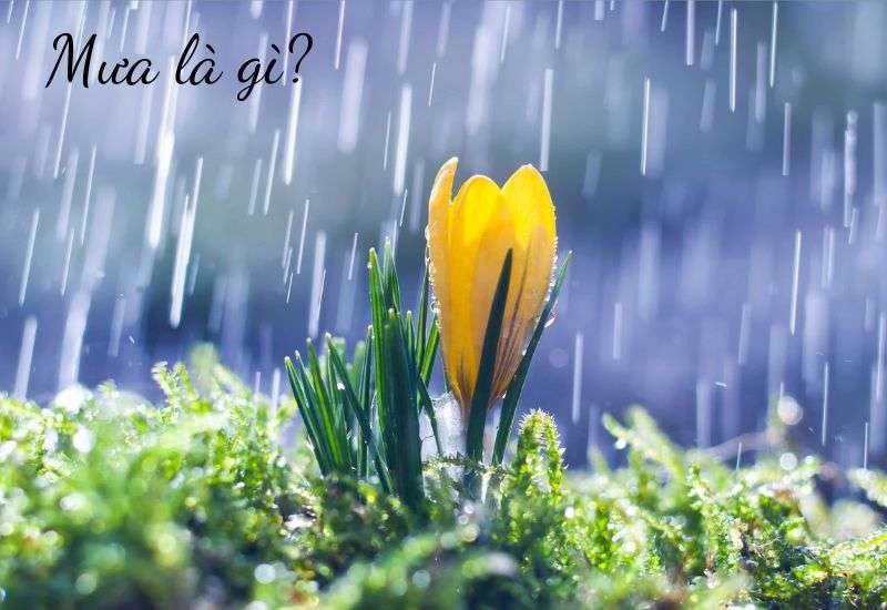 Địa hình Việt Nam đa dạng tạo nên sự khác biệt về mưa