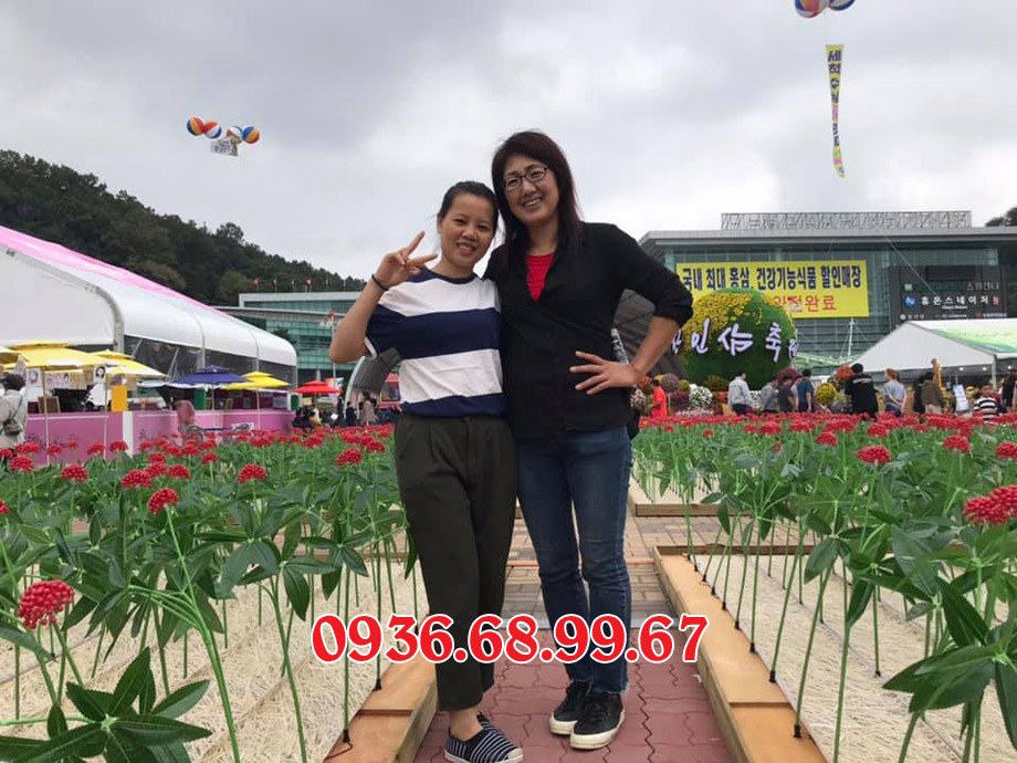 Hội chợ sâm lớn nhất thế giới tại Hàn Quốc vào cuối tháng 9 đầu tháng 10