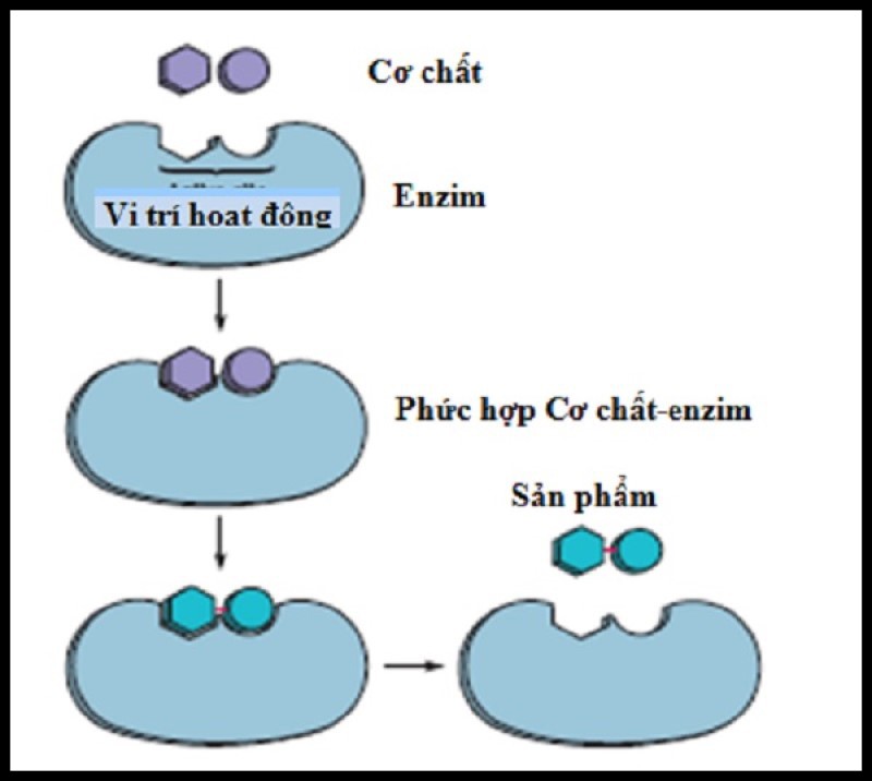 Hình minh họa cấu trúc enzim