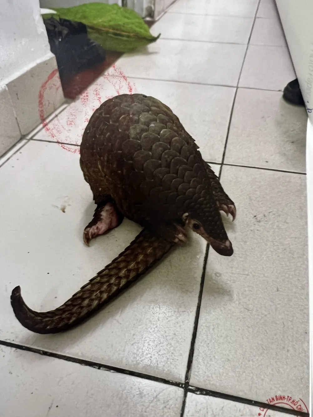 Con tê tê nặng khoảng 3,2 kg là vật chứng của vụ án. Ảnh: ĐC