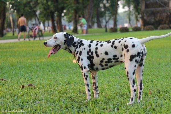 Hình ảnh chó đốm Dalmatian trưởng thành