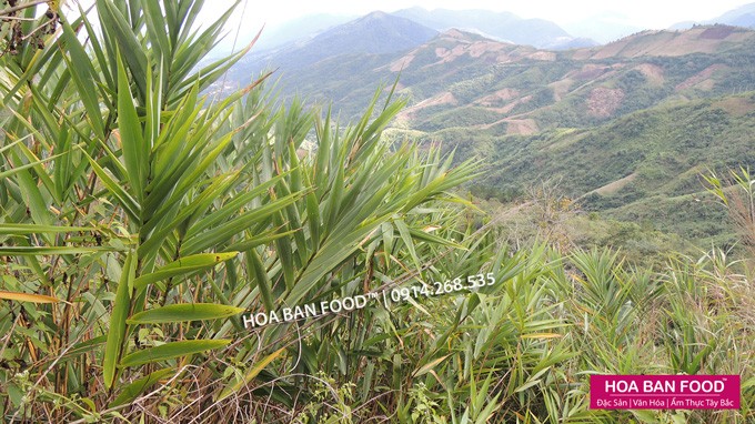 Khai thác sâu chít tươi