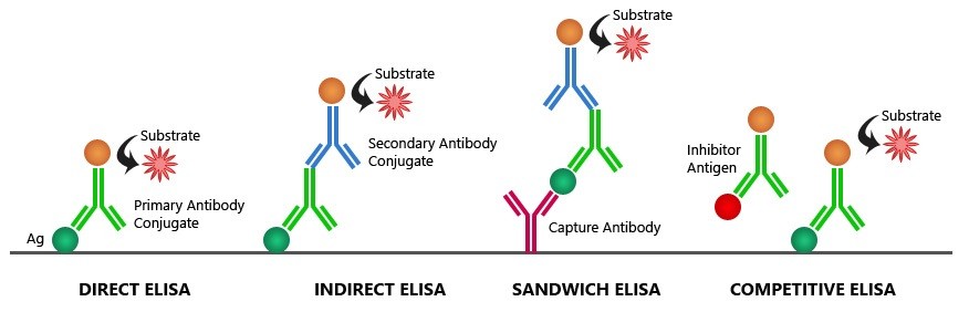 So sánh các phương pháp ELISA: trực tiếp, gián tiếp, sandwich và cạnh tranh.