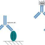 Nguyên lý cơ bản của kỹ thuật ELISA.