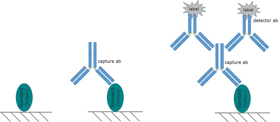Nguyên lý cơ bản của kỹ thuật ELISA.