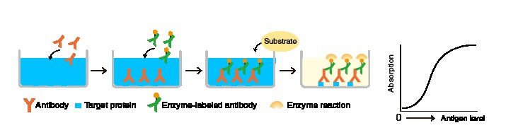Phản ứng ELISA sandwich diễn ra trong giếng ELISA.