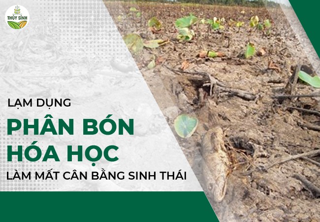Lạm dụng phân bón hóa học làm mất cân bằng sinh thái