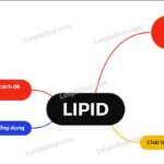 Sơ đồ tư duy lipid