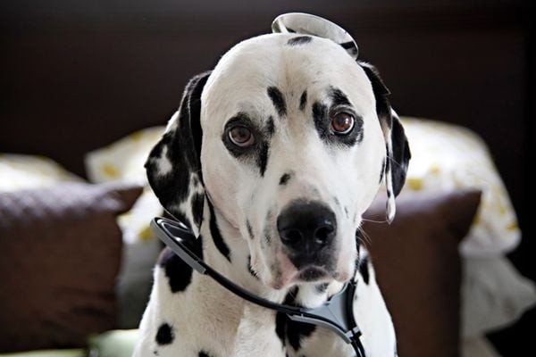 Chó đốm Dalmatian cần được chăm sóc sức khỏe định kỳ