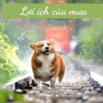 Mưa rơi trên đồng ruộng, cung cấp nước cho cây trồng