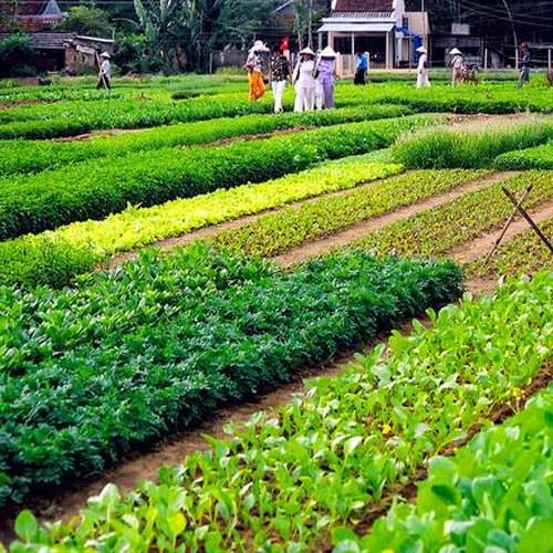 Luân canh cải tạo đất