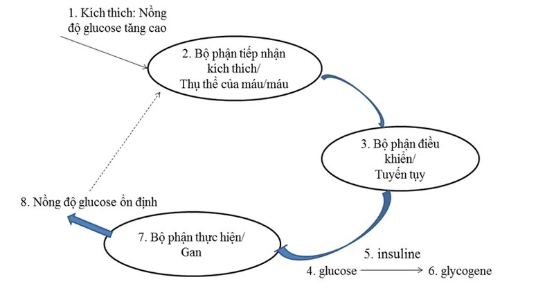 Vai trò của gan