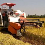 Máy gặt lúa Kubota hoạt động trên cánh đồng lúa chín vàng, giúp thu hoạch nhanh chóng và tiết kiệm công sức cho nông dân.