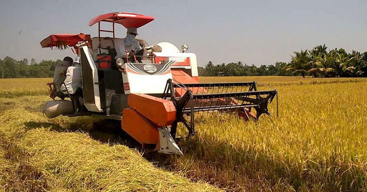 Máy gặt lúa Kubota hoạt động trên cánh đồng lúa chín vàng, giúp thu hoạch nhanh chóng và tiết kiệm công sức cho nông dân.