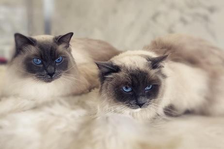 Chăm sóc mèo Ragdoll
