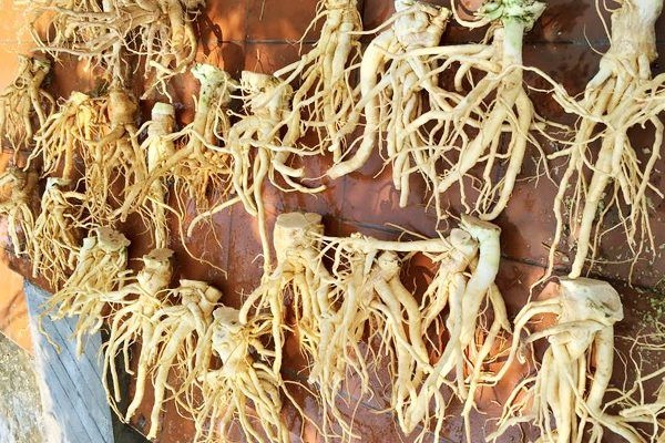 Giá bán Củ Đinh Lăng tươi là bao nhiêu?
